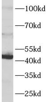 CBLIF Antibody