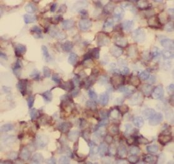 CD100 Antibody
