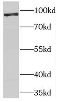 USP5 Antibody