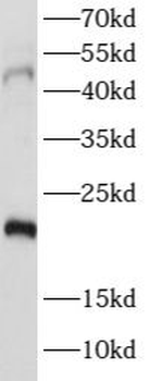 PTGER4 Antibody