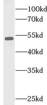 TRAF2 Rabbit Polyclonal Antibody