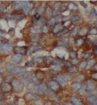 TRAF2 Rabbit Polyclonal Antibody