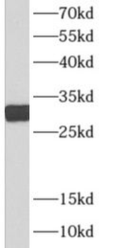 NGF Antibody
