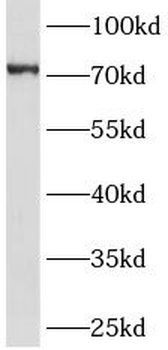 GHR Antibody
