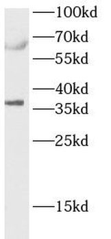CASP7 Antibody