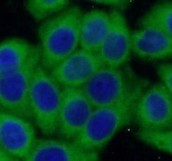 CASP7 Antibody