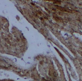 CASP7 Antibody