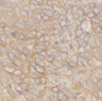 HAVCR2 Antibody