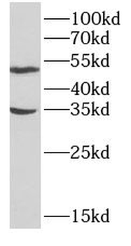 APOE Antibody