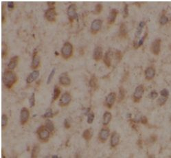 USP10 Antibody