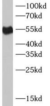FCGR3A Antibody