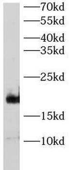 CAV3 Antibody