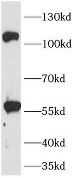 TLR8 Antibody