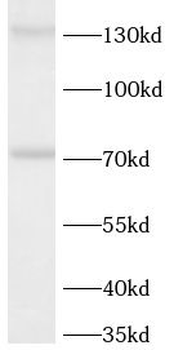 NOS3 Rabbit Polyclonal Antibody
