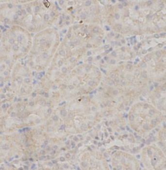 NOS3 Rabbit Polyclonal Antibody