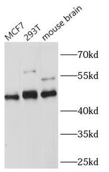 TEAD1 Antibody