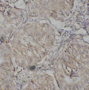 AICDA Antibody