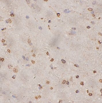 EGLN1 Antibody