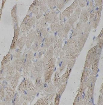 MYBPC3 Antibody