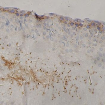 CST3 Antibody