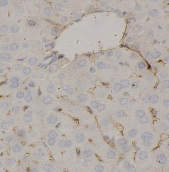 FGA Rabbit Polyclonal Antibody