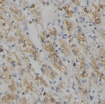 Casp9 Rabbit Polyclonal Antibody