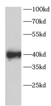 SIRT6 Antibody