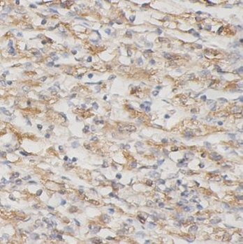 Prl3d1 Rabbit Polyclonal Antibody