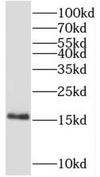 LAMTOR1 Antibody