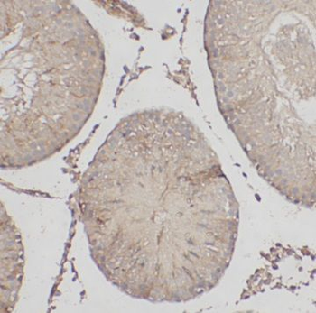 LAMTOR1 Antibody
