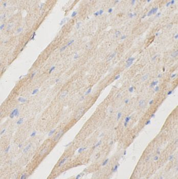FUCA2 Antibody