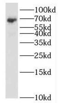 REL Rabbit Polyclonal Antibody