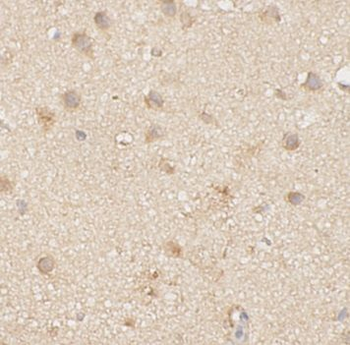 ID1 Antibody
