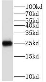 HMGB1 Rabbit Polyclonal Antibody