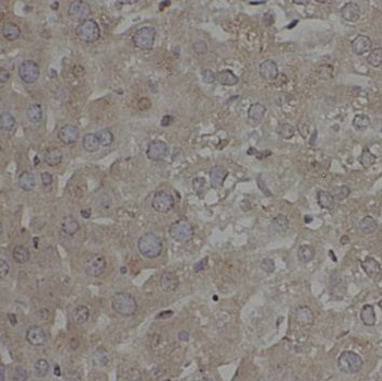TOLLIP Antibody