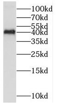 MAPK11 Antibody