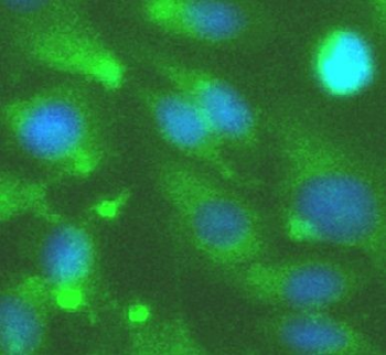 MAPK11 Antibody
