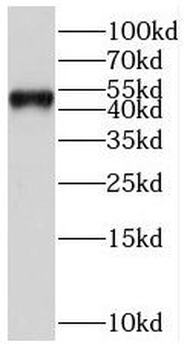 MAPK8 Rabbit Polyclonal Antibody