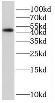 MAP2K2 Rabbit Polyclonal Antibody