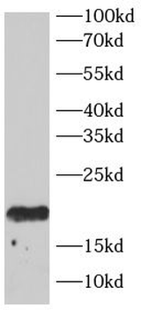 HRAS Antibody