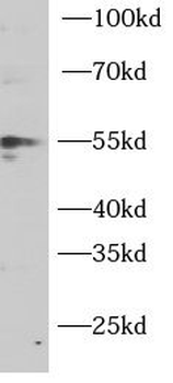 PTEN Antibody