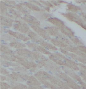 TRADD Antibody