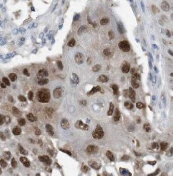 IRF3 Rabbit Polyclonal Antibody