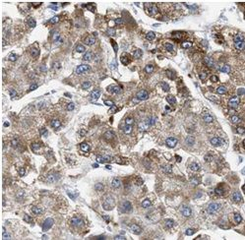 SLC2A9 Rabbit Polyclonal Antibody