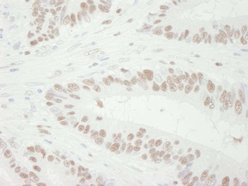 Goat MCM3 IHC Antibody