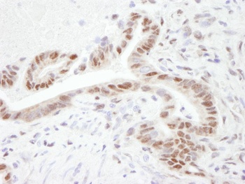 Rabbit PGC-1 IHC Antibody