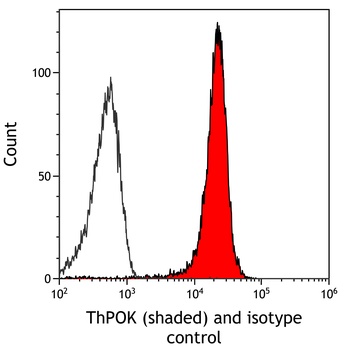 Rabbit anti-ThPOK Recombinant Monoclonal Antibody