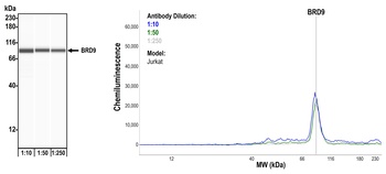 BRD9 Antibody