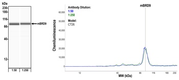 BRD9 Antibody