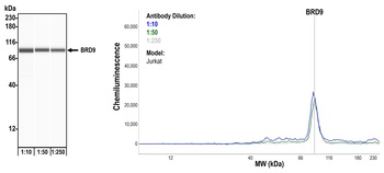 Rabbit anti-BRD9 Recombinant Monoclonal Antibody